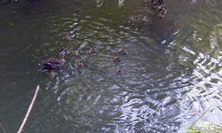 wild ducks