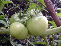 blue tomatoes