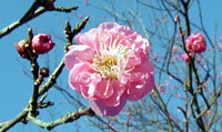 peach flower